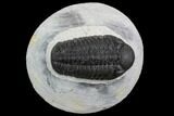 Morocops Trilobite - Visible Eye Facets #120077-3